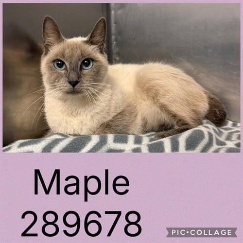 MAPLE - Siamese available for adoption