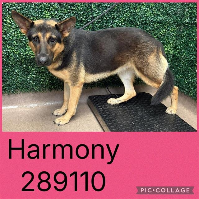 HARMONY Image