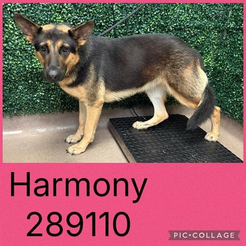 HARMONY - German Shepherd Dog available for adoption