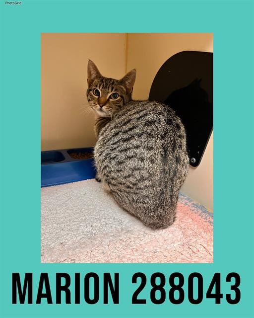 MARION - Domestic Short Hair available for adoption