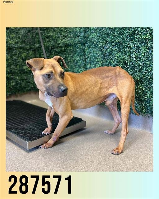 POOH - Bulldog available for adoption