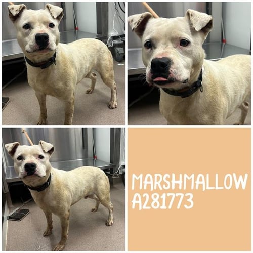 MARSHMALLOW - Bulldog for adoption in Macon