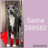 SASHA - Photo 1