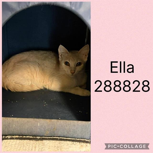 ELLA Image
