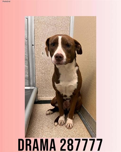 DRAMA - Pit Bull Terrier available for adoption