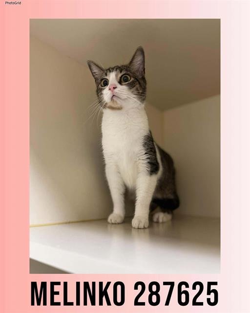 MELINKO - Domestic Short Hair available for adoption