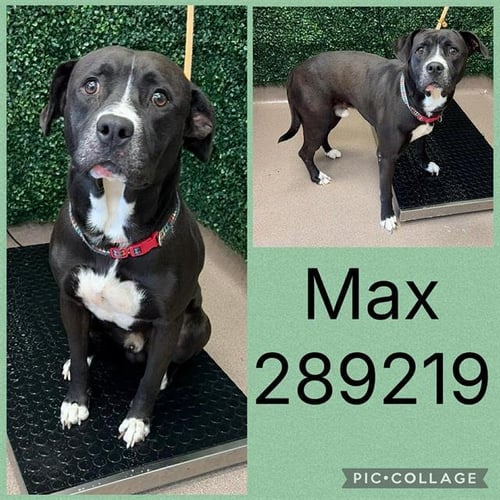 MAX - Labrador Retriever for adoption in Macon