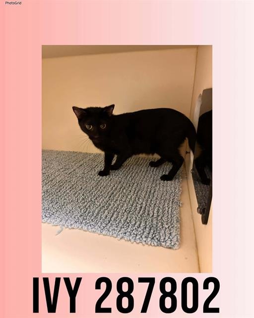 IVY - Domestic Short Hair available for adoption