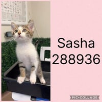 SASHA - Photo 1