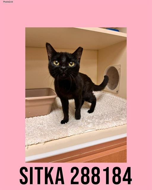 SITKA - Domestic Short Hair available for adoption
