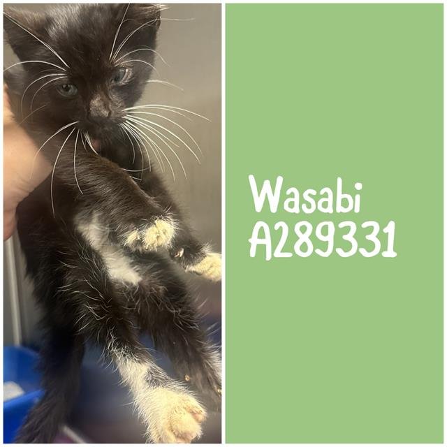 WASABI Image