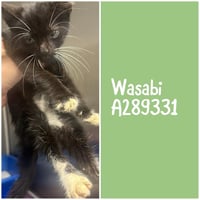 WASABI - Photo 1