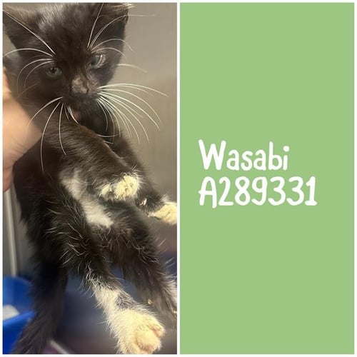 WASABI - Domestic Short Hair for adoption in Macon