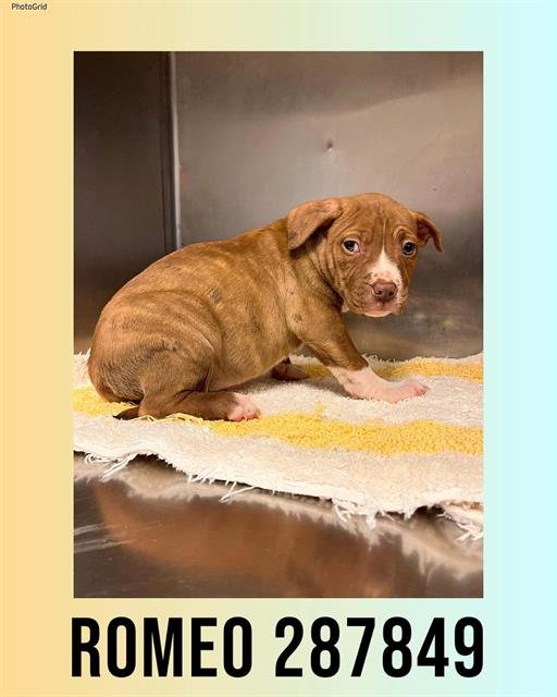 ROMEO - Bulldog available for adoption