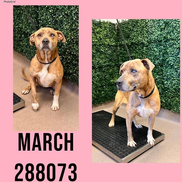 MARCH - Pit Bull Terrier available for adoption
