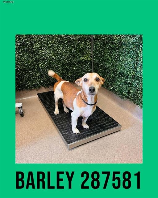 BARLEY - Jack Russell Terrier (Parson Russell Terrier) available for adoption