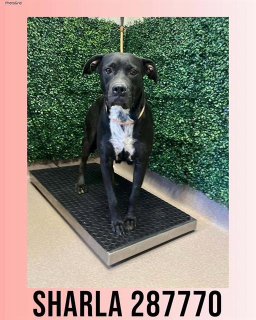 SHARLA - Labrador Retriever available for adoption