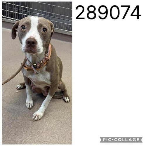 LADY - Pit Bull Terrier for adoption in Macon
