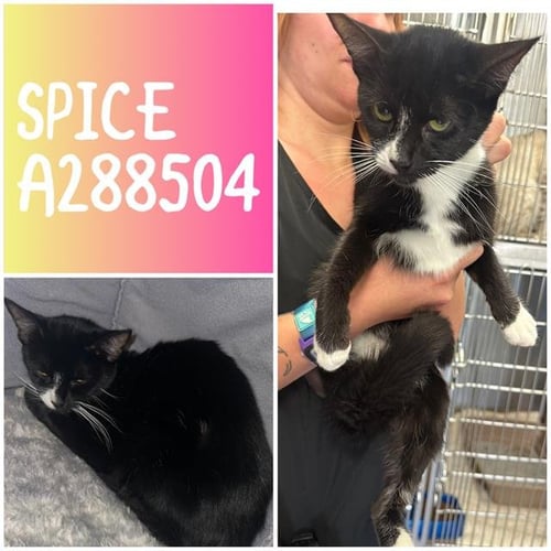 SPICE - Domestic Short Hair for adoption in Macon