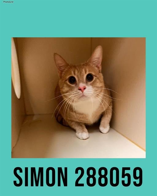 SIMON - Domestic Short Hair available for adoption