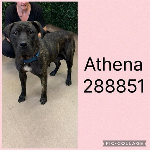 ATHENA