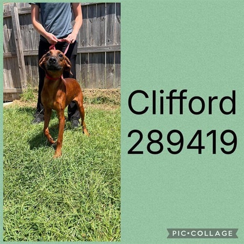 CLIFFORD - Redbone Coonhound for adoption in Macon
