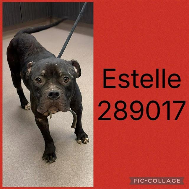 ESTELLE Image