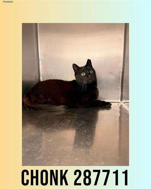 CHONK - Domestic Short Hair available for adoption
