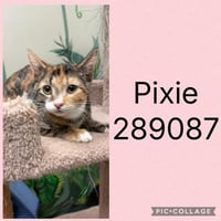 PIXIE - Photo 1
