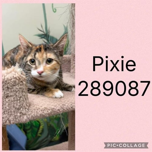PIXIE - Domestic Short Hair for adoption in Macon