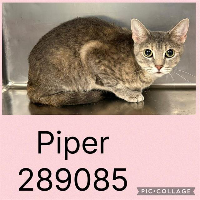 PIPER Image