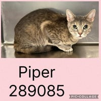 PIPER - Photo 1