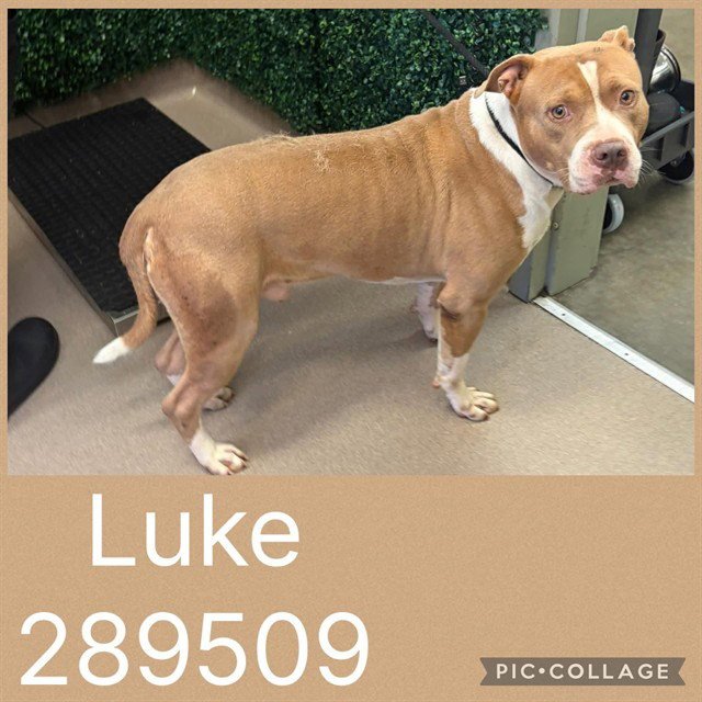 LUKE Image