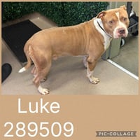 LUKE - Photo 1