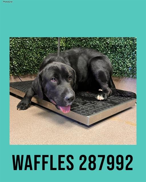 WAFFLES - Labrador Retriever available for adoption
