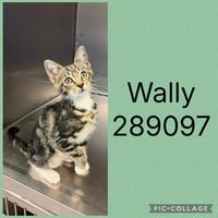 WALLY - Photo 1
