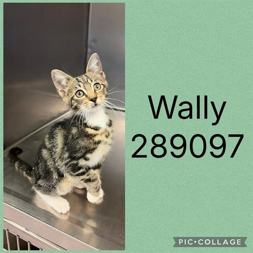 WALLY - Domestic Short Hair for adoption in Macon