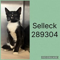 SELLECK - Photo 1
