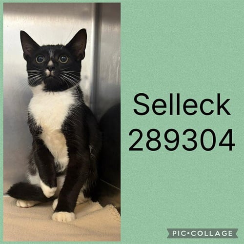 SELLECK - Domestic Short Hair for adoption in Macon