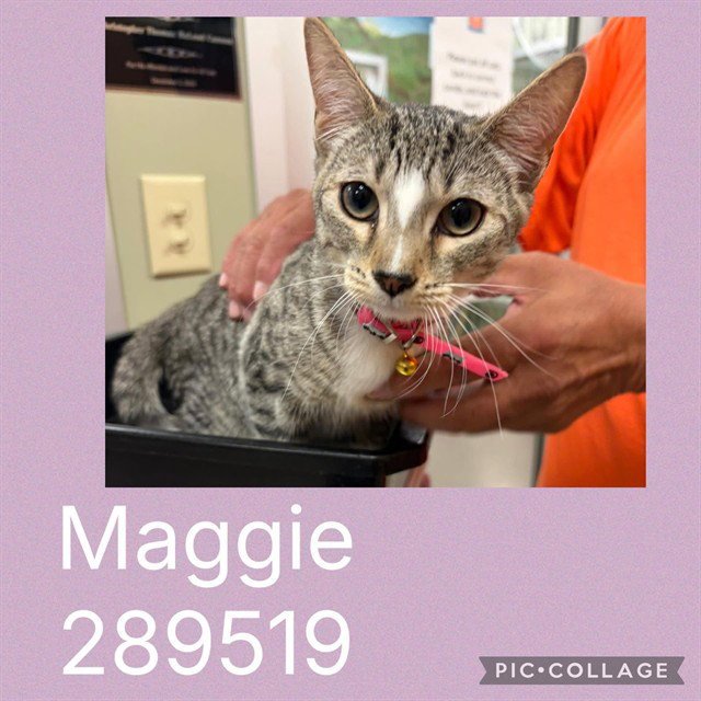 MAGGIE Image