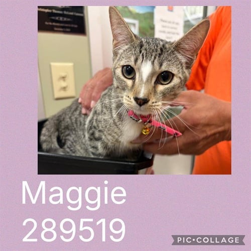 MAGGIE - Domestic Short Hair for adoption in Macon