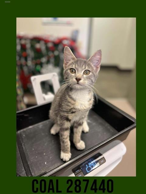 COAL - Domestic Short Hair available for adoption