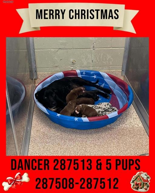 DANCER - Labrador Retriever available for adoption