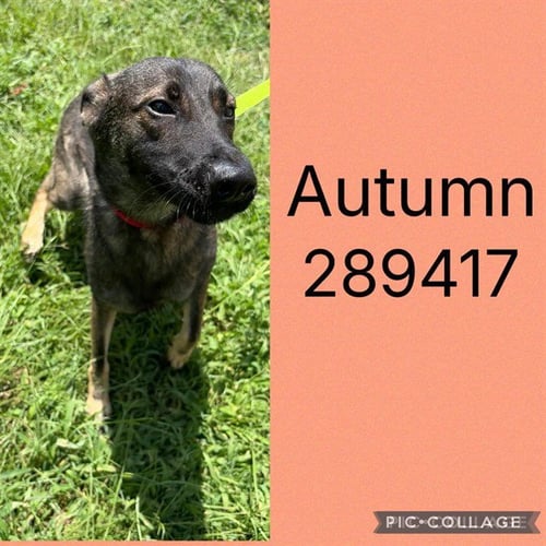 AUTUMN
