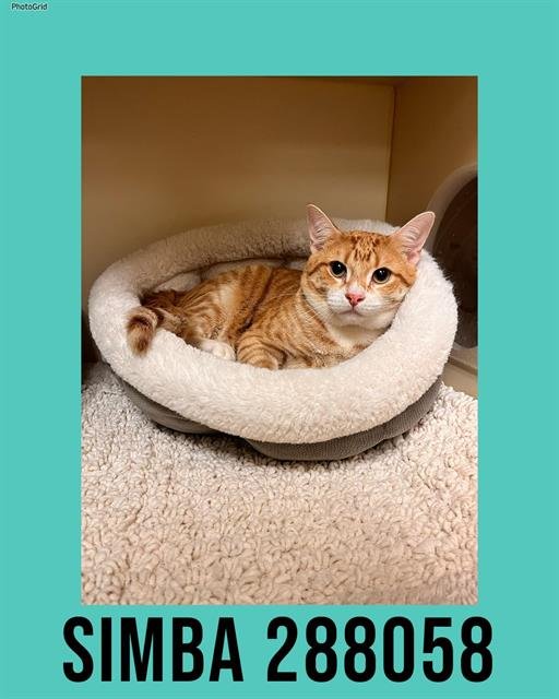 SIMBA - Domestic Short Hair available for adoption