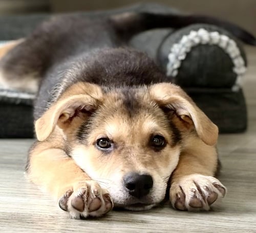 ASHLEY - Shepherd available for adoption