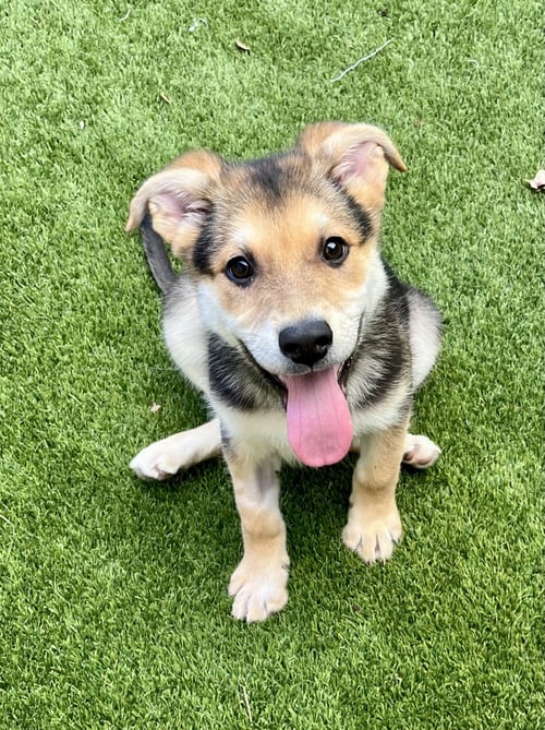 ASHLEY - Shepherd available for adoption