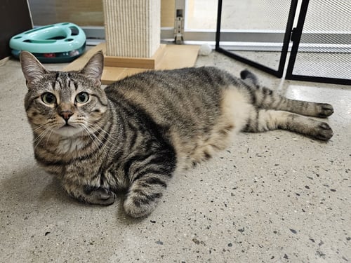 STARGAZER - Domestic Short Hair available for adoption