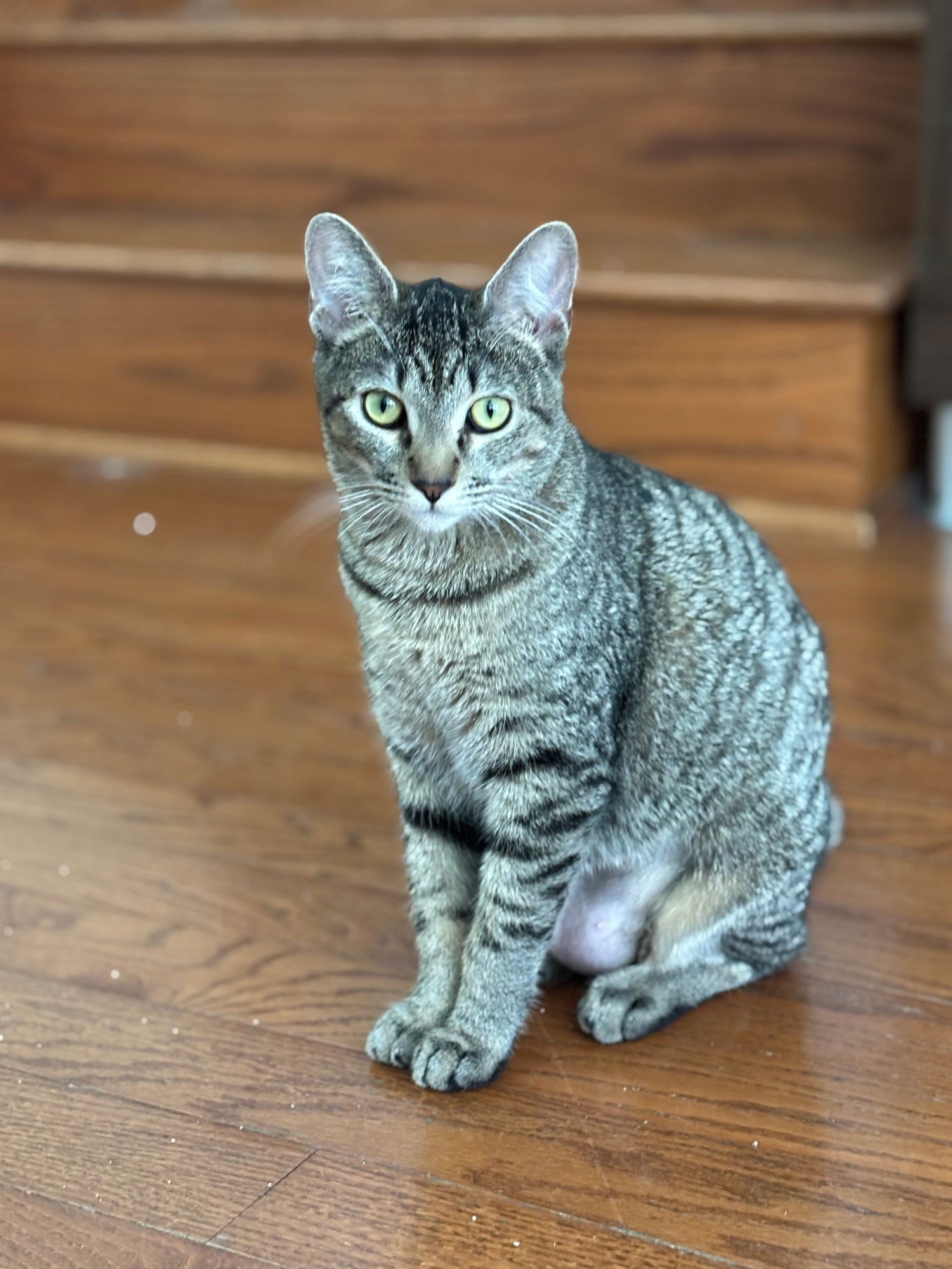 WHISKERS - Domestic Short Hair available for adoption