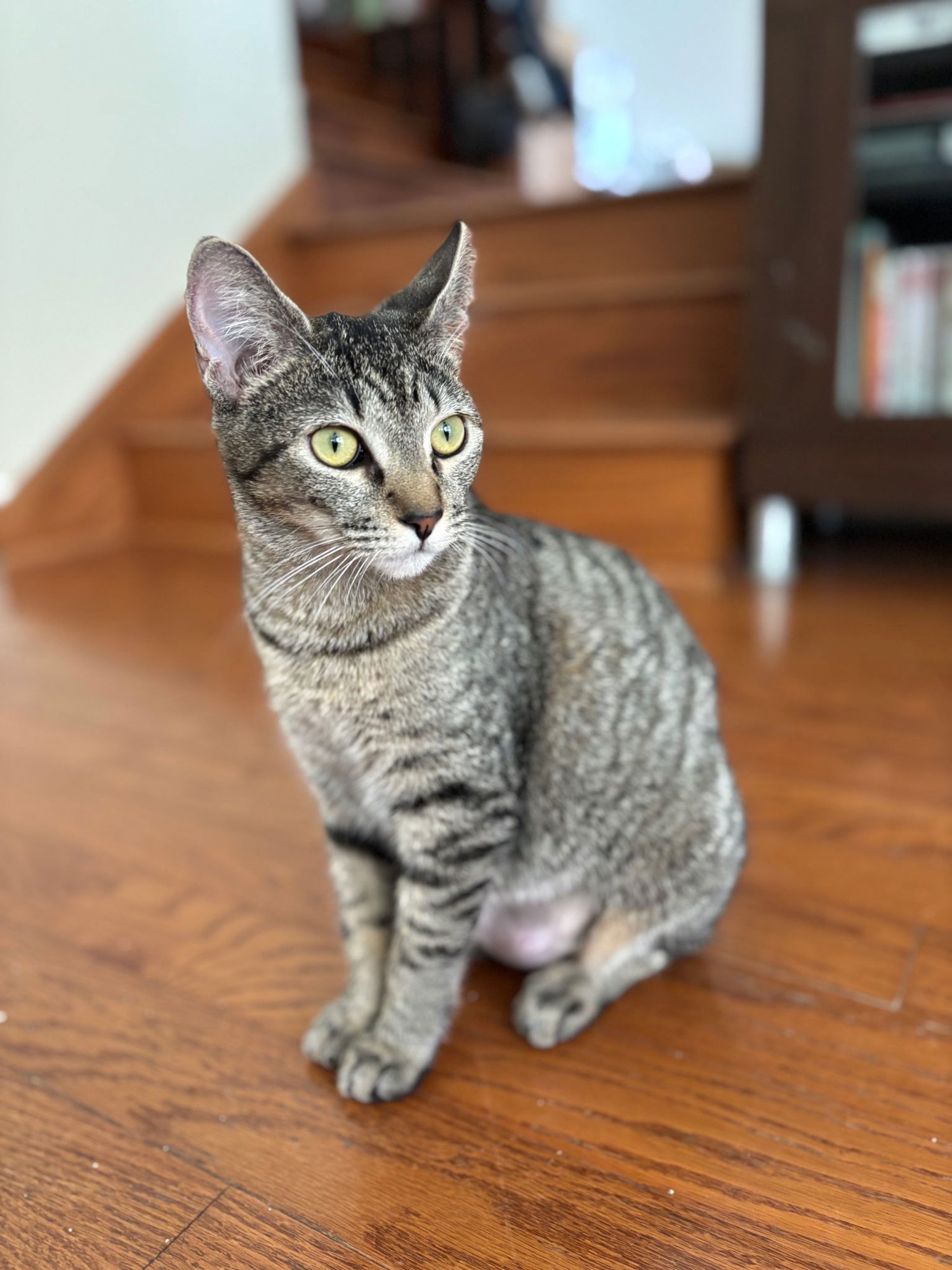 WHISKERS - Domestic Short Hair available for adoption